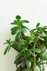 Potted jade plant money tree on painted white background. Fresh green vibrant leaves. Room plants interior decoration urban jungle gardening concept