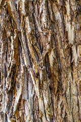 Tree bark as abstract background