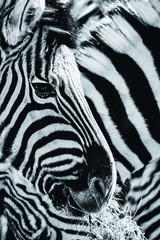 Naklejka na ściany i meble Zebra, Schwarz-Weiß
