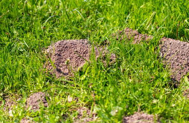 Mole dug in the ground in spring