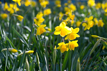 Narcissus in the garden. Yellow Daffodils.