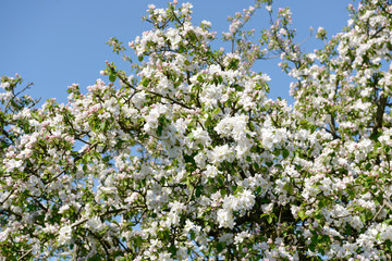 apple blossom on the tree in orchard
