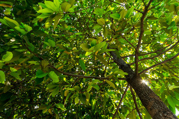 Background of nature