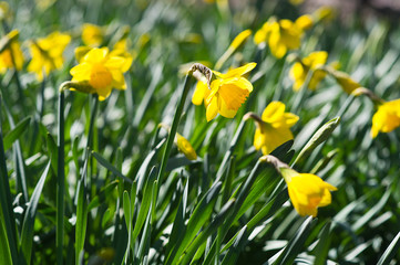Narcissus in the garden. Yellow daffodils.