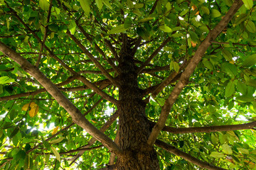Background of nature
