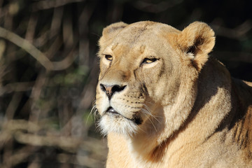 Afrikanischer Löwe / African Lion / Panthera Leo.