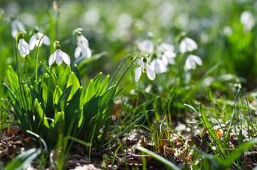 Snowdrop flowers in spring forest.