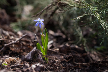 Early spring. Primroses in a coniferous forest.