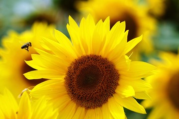 sunflower and bee