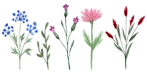 Set of watercolor wildflowers isolated on white background. Hand drawn painted flowers illustration. Flower clipart. Summer disign
