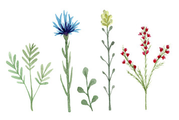 Fototapeta na wymiar Set of watercolor wildflowers isolated on white background. Hand drawn painted flowers illustration. Flower clipart. Summer disign