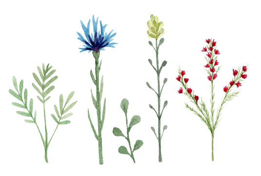 Set of watercolor wildflowers isolated on white background. Hand drawn painted flowers illustration. Flower clipart. Summer disign