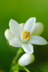 Obraz premium Orange blossom. Azahar. Citrus aurantiacus.