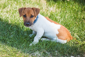   Jack Russell Terrier Dogs