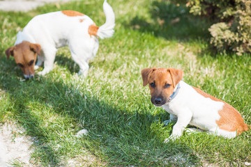   Jack Russell Terrier Dogs