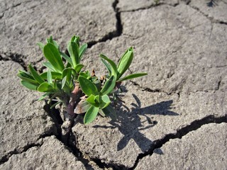 Green plant on cracked earth