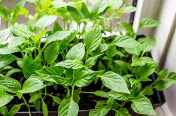 Young seedlings of peppers in a pot on the window