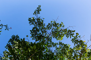 Background of nature