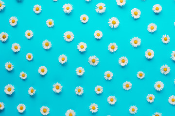 Flowers composition. Pattern made of chamomile flowers on pastel blue background. Spring, summer concept. Flat lay, top view, copy space