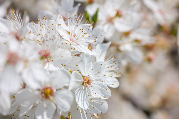 weiße Kirschblüten im Frühling bei Sonnenschein