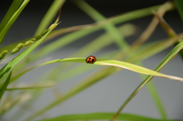 てんとう虫