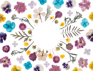 flat pressed dried flower pattern isolated on white background