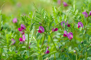 カラスノエンドウ
