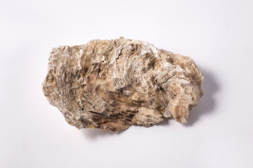 Fresh opened oyster shell on white background