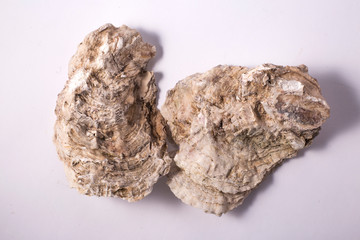Fresh opened oyster shell on white background