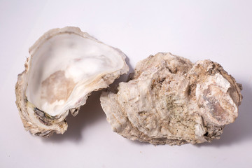 Fresh opened oyster shell on white background