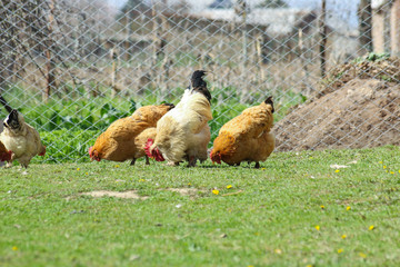 Chickens and Rooster feed.
