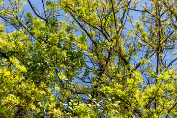 Background of nature