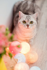 cat and pink roses in yellow watering can
