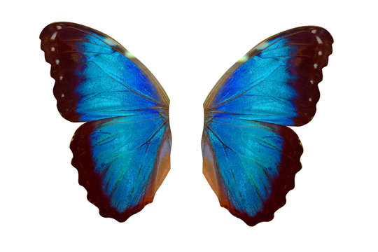 Blue Butterfly Wings Images – Parcourir 148,021 le catalogue de photos,  vecteurs et vidéos | Adobe Stock