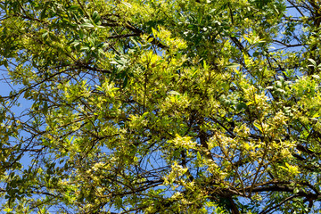 Background of nature