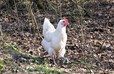 weiße Henne