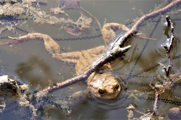 Kröte