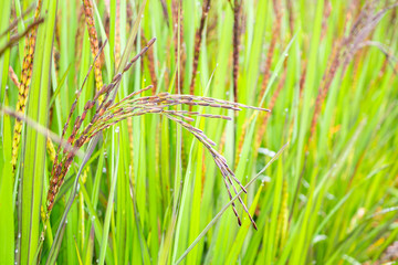 riceberry plant in green organic rice paddy field