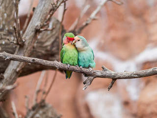 Beautiful parrots in zoo at Loro Park (Loro Parque), Tenerife, Canary Islands, Spain
