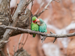Beautiful parrots in zoo at Loro Park (Loro Parque), Tenerife, Canary Islands, Spain