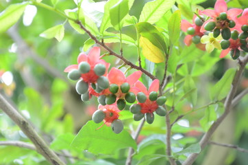 ミッキーマウスの木