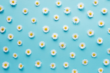 Pattern made of chamomile flowers on pastel blue background. Spring, summer concept. Flat lay, top view, copy space