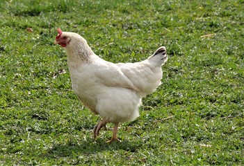weiße henne