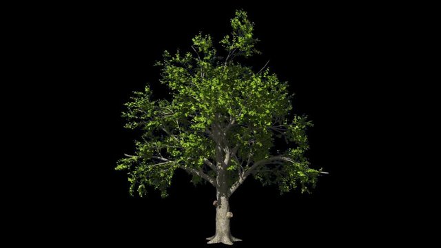 Oak tree in the wind seamless loop, against black