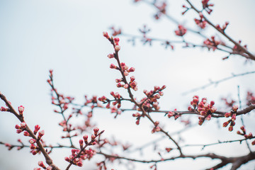 Spring Cherry Tree 