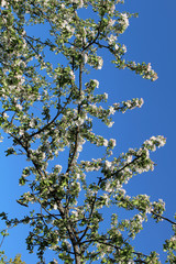 Apple tree branches in bloom against the blue sky