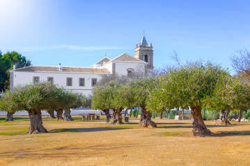 Fototapeta na wymiar Centenary olive trees and Convent of San Francisco de Asís in the background in Estepa, province of Seville. Charming white village in Andalusia. Southern Spain. 