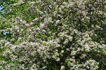 Apple tree branches in bloom against the blue sky