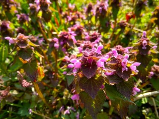 Beautiful pink wild flowers on the field