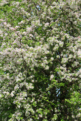 Fototapeta na wymiar Apple tree branches in bloom against the blue sky